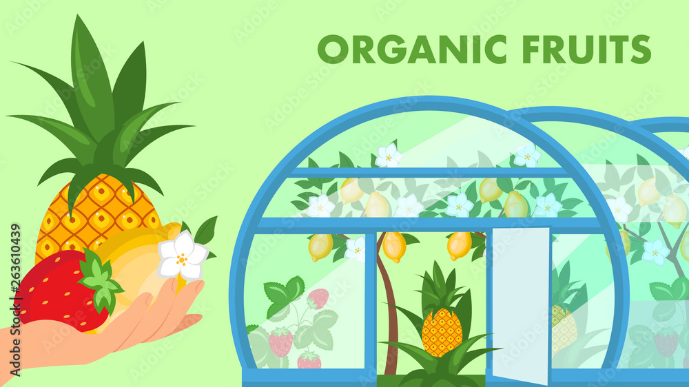 Fototapeta premium Organic Fruits Web Banner Flat Vector Template