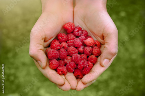 Hand with organic raspberries