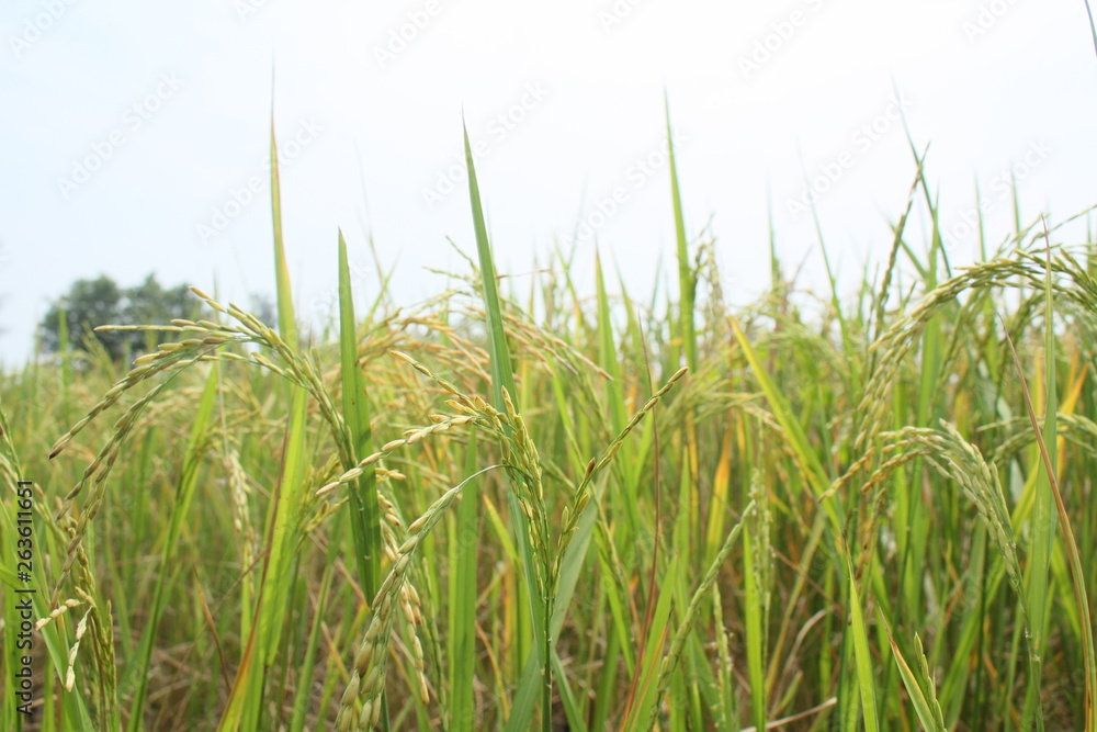 Fototapeta premium Rice plants against the background of cloudy bright blue skies in summer