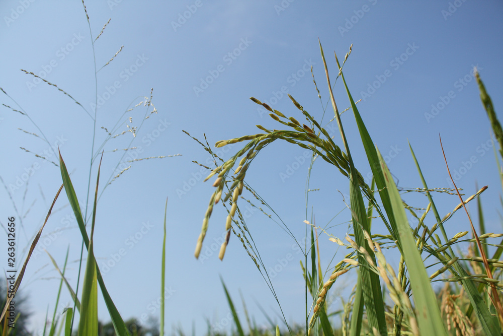 Rice plants against the background of cloudy bright blue skies in summer Rice plants against the background of cloudy bright blue skies in summer