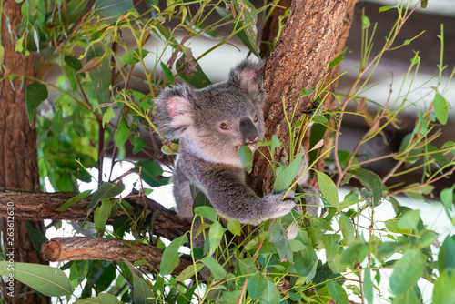 Fototapeta Naklejka Na Ścianę i Meble -  Baby Koala eating gum leaves in a tree