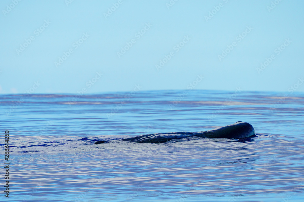 Naklejka premium 小笠原の海を泳ぐマッコウクジラ