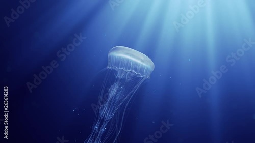 3d animation of a jellyfish swimming in deep ocean