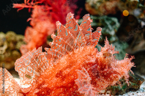 Under the sea in Thailand