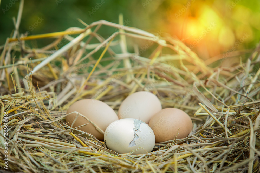 Chicks are hatching from eggs. Eggs in the nest are hatching Chicks are hatching from eggs. Eggs in the nest are hatching