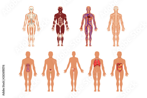 Different human organ system set, muscular, circulatory, respiratory, nervous, digestive, excretory, sexual systems, human body anatomy vector Illustrations
