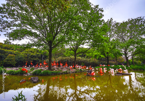 Photography Flamingo at Shanghai zoo.