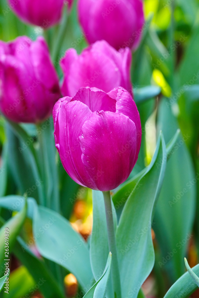 Fototapeta premium Tulip flower background, Colorful tulips meadow nature in spring, close up