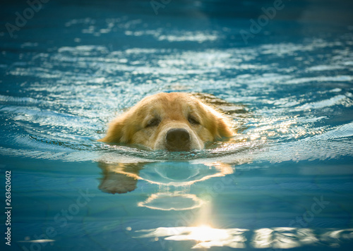 Golden Retriever (Dog) Exercises in Swimming Pool © mrnai