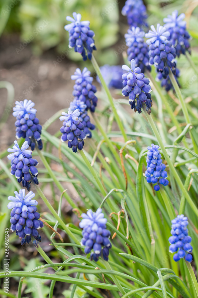 Muscari - blue grape flowers on a green stem in nature. Muscari - blue grape flowers on a green stem in nature.
