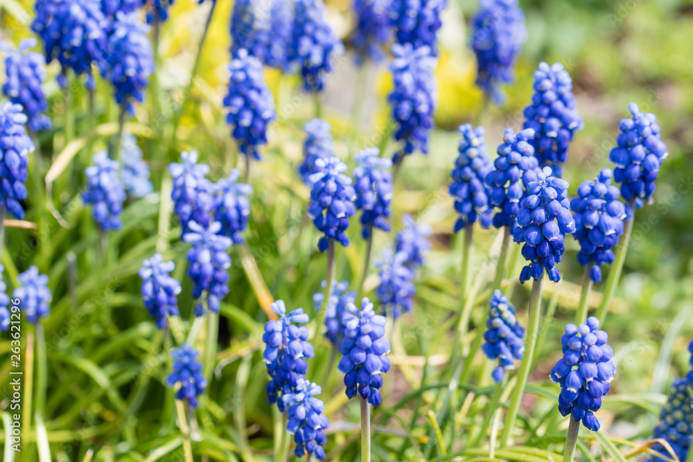 Muscari - blue grape flowers on a green stem in nature. Muscari - blue grape flowers on a green stem in nature.