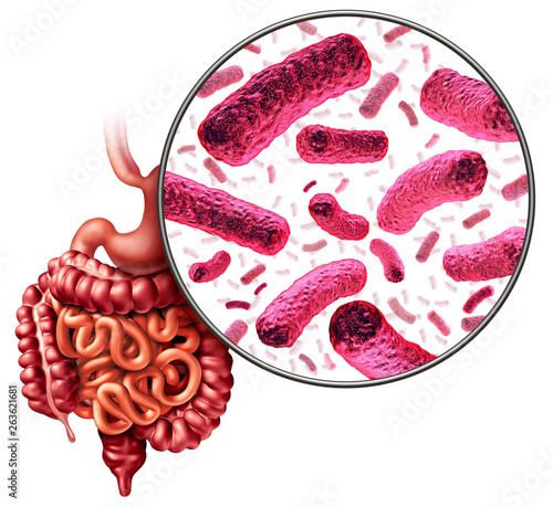 Foto Digestion Bacteria