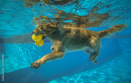 Golden Retriever (Dog) Exercises in Swimming Pool © mrnai