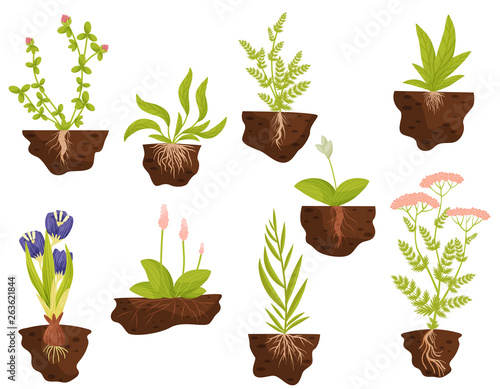 Set of plants with roots in the ground. Vector illustration.