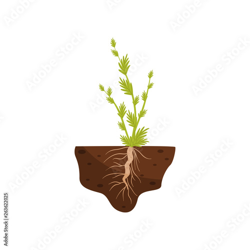 Plant with small leaves and a thick root in the soil. Vector illustration.