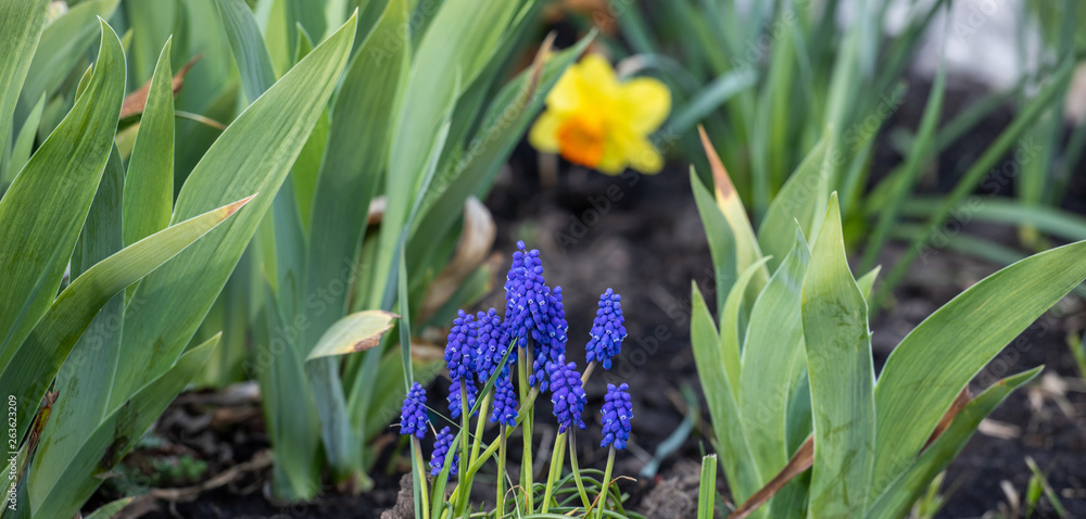 Fototapeta premium blue flower