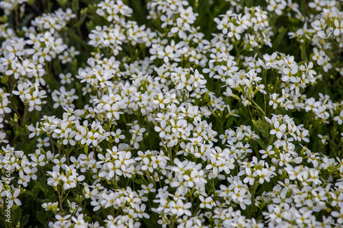 Fototapeta Naklejka Na Ścianę i Meble -  white flowers 