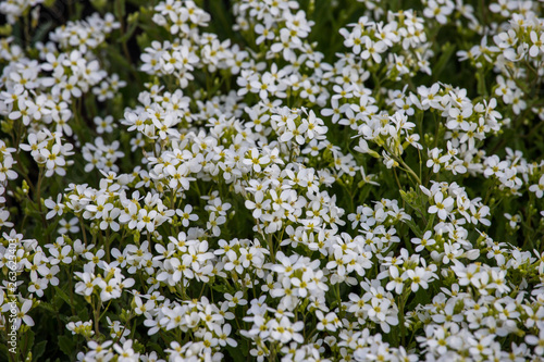 white flowers 