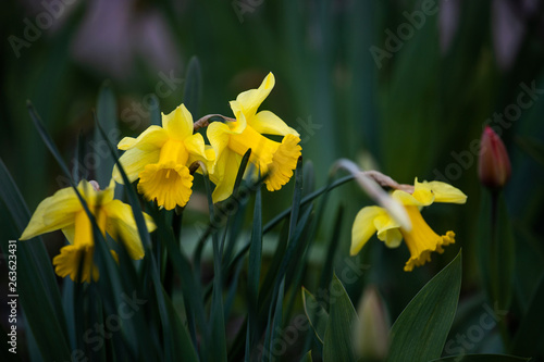 yellow daffodils