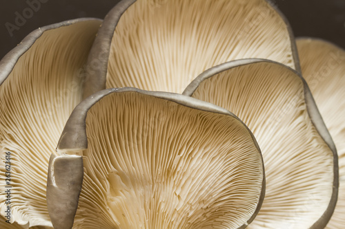 oyster mushrooms reverse side of cap 