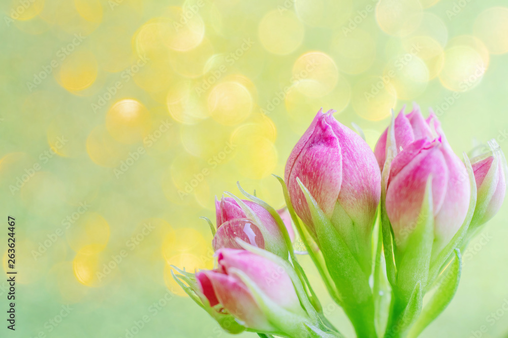 Small pink buds in the form of a bouquet on a golden green background with a beautiful bokeh. Very bright photo in warm colors. Copy space.