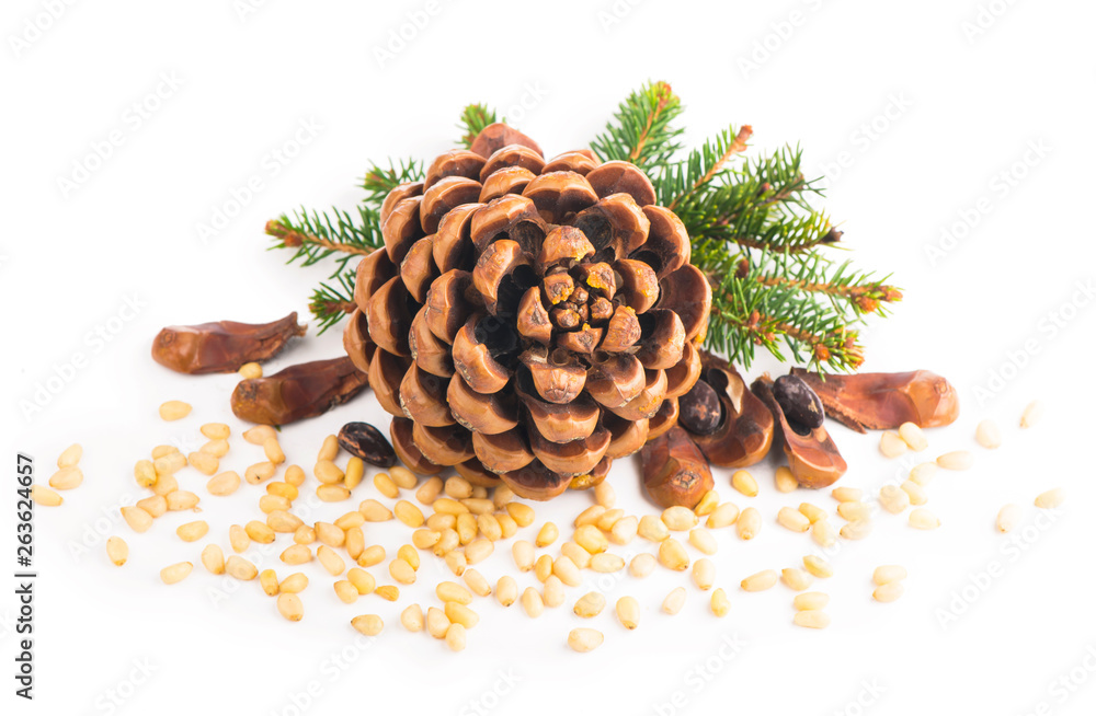 Fototapeta premium Pine nuts and ripe pine cone on a white background