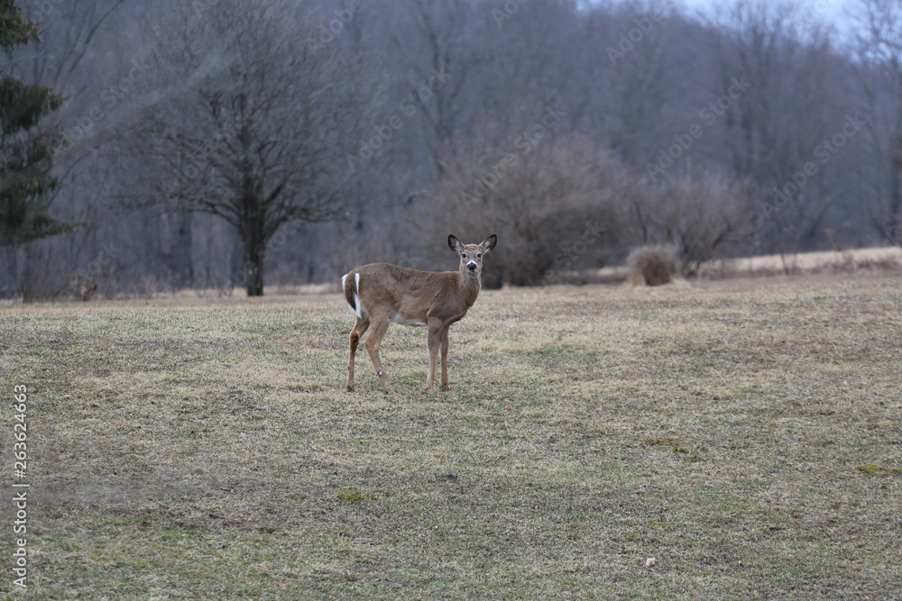 Doe Doe
