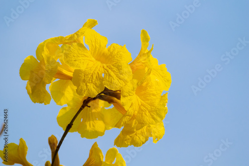 黄色い花　イペー　空背景