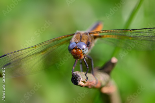Dragonfly / odonata /-the predatory insect