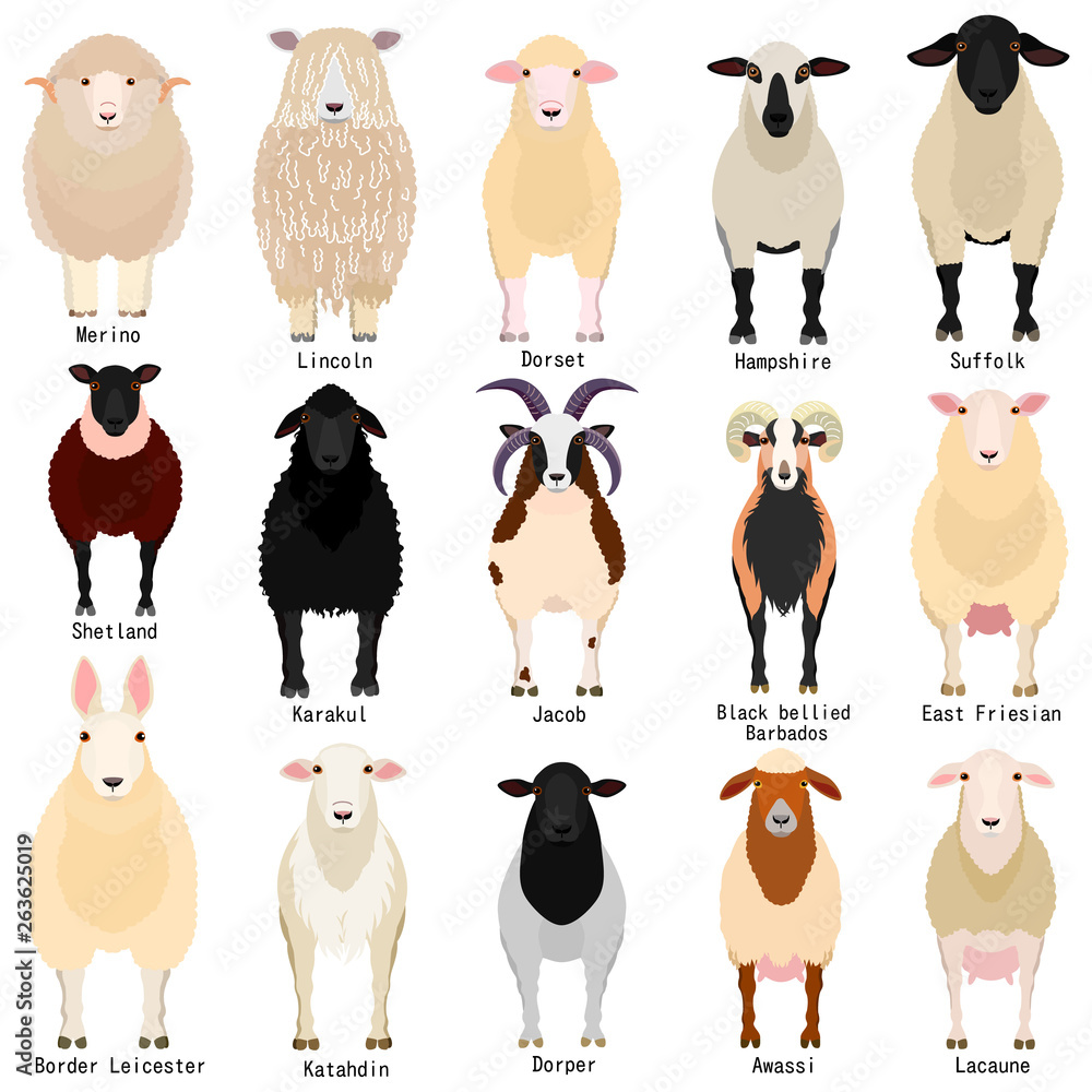 Sheep Chart With Breeds Name Stock Vector Adobe Stock sheep-chart-with-breeds-name-stock-vector-adobe-stock