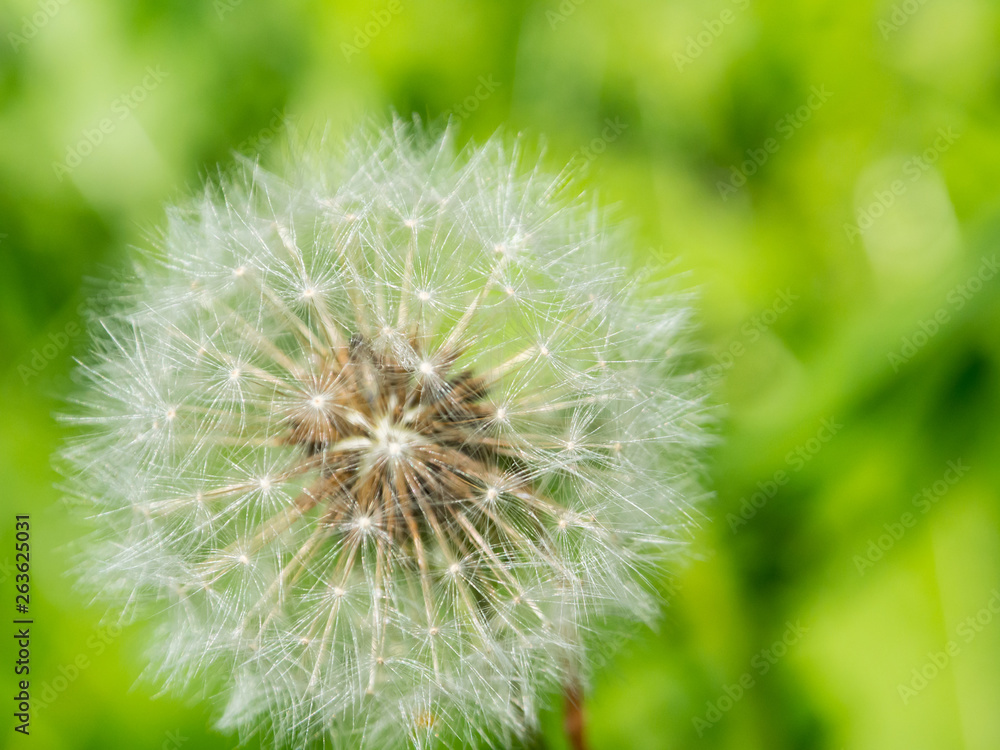 Obraz premium A Macro photography of blooming round Taraxacum is a large genus of flowering plants in the family Asteraceae, which consists of species commonly known as dandelions on green grass background.