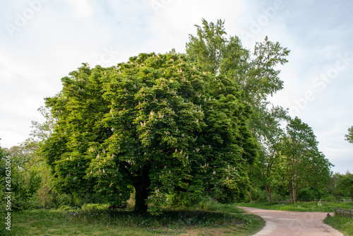 Chestnut tree four seasons set: spring afternoon, april 