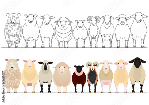 various sheep border set