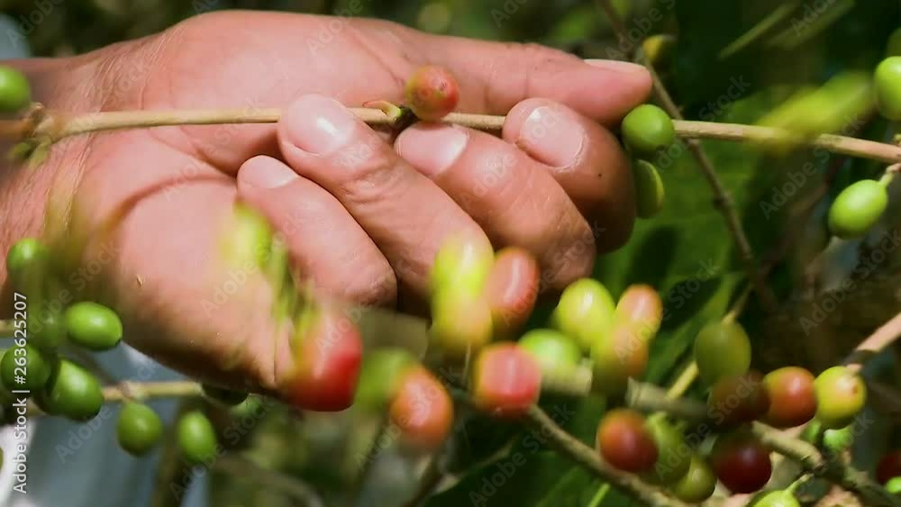 Selecting coffee cherries by hand Selecting coffee cherries by hand