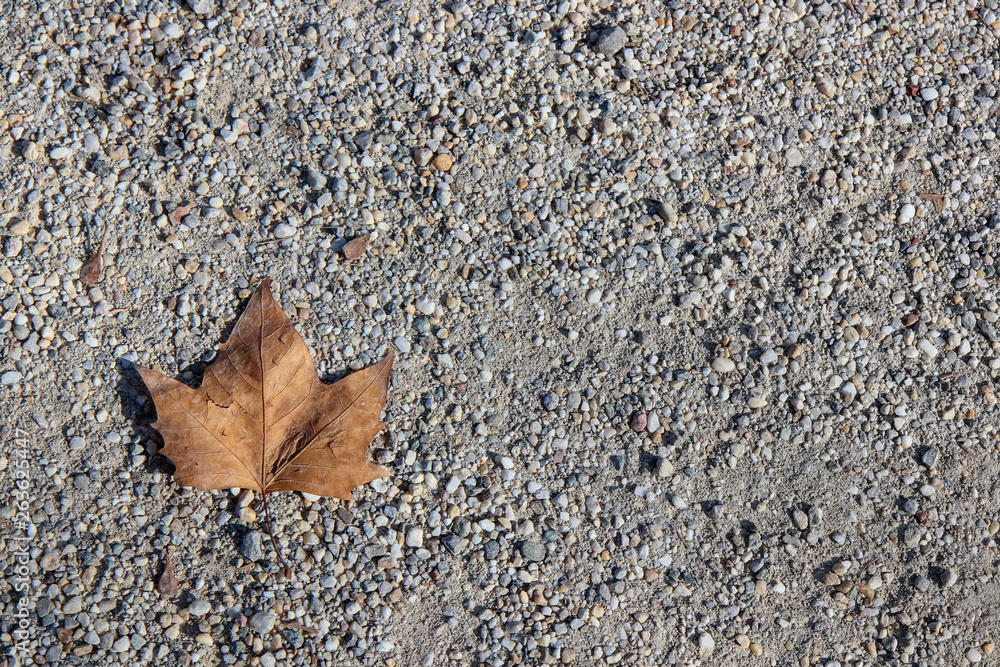 autumn leaves laying on the ground autumn leaves laying on the ground