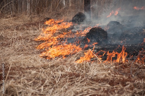 Fire on the dry grass. Forest pazhar. Fell on the grass. 