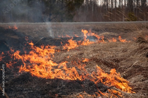Fire on the dry grass. Forest pazhar. Fell on the grass. 