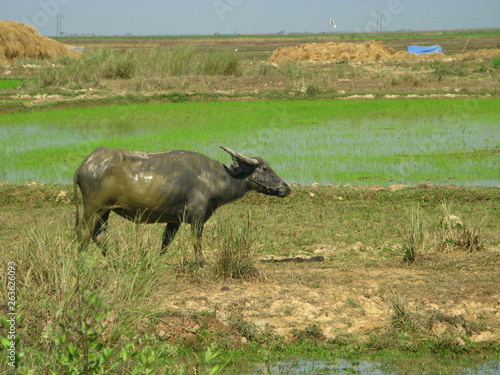 Bago  Myanmar