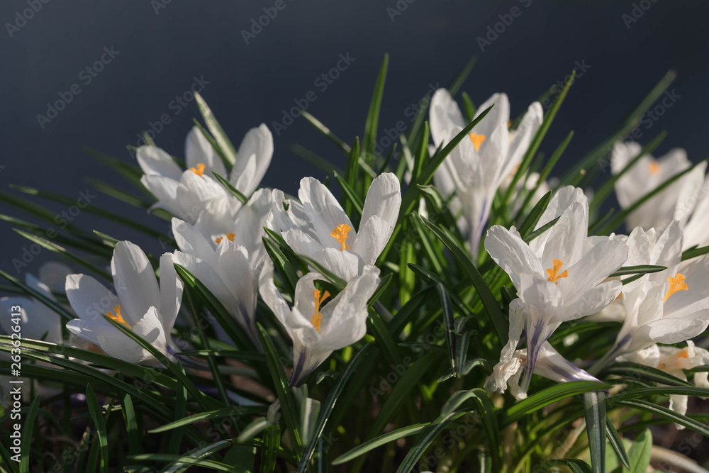 Fine first spring flowers crocuses on a dark blue background. The white revealed buds Fine first spring flowers crocuses on a dark blue background. The white revealed buds