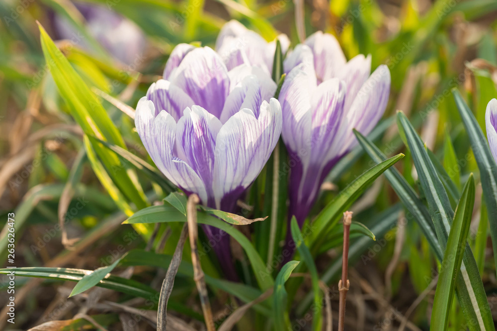 The blossoming lilac crocuses in the habitat The blossoming lilac crocuses in the habitat