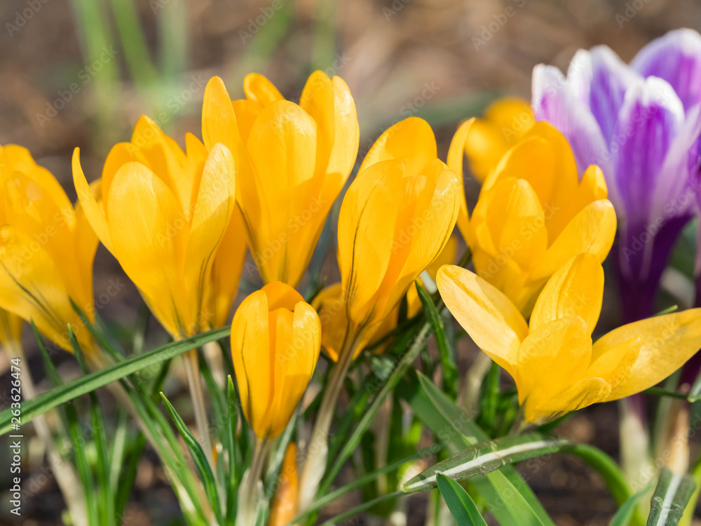 Fototapeta premium The blossoming yellow crocuses in the habitat