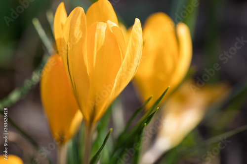 The blossoming yellow crocuses in the habitat