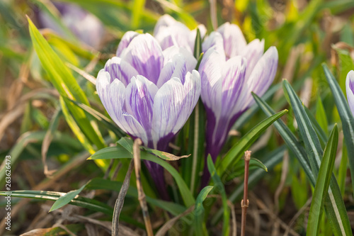 Wallpaper Mural The blossoming lilac crocuses in the habitat Torontodigital.ca