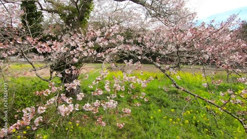 Pass by cherry tree