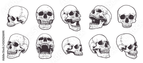 Anatomical Skulls Vector Set photo