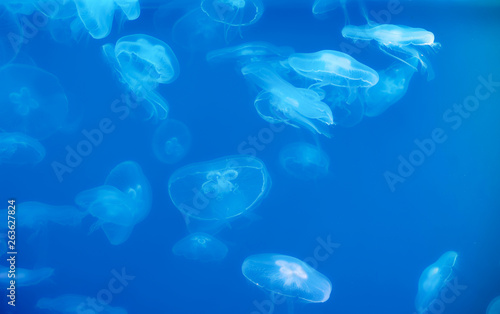 Moon jellyfish Aurelia aurita in the water