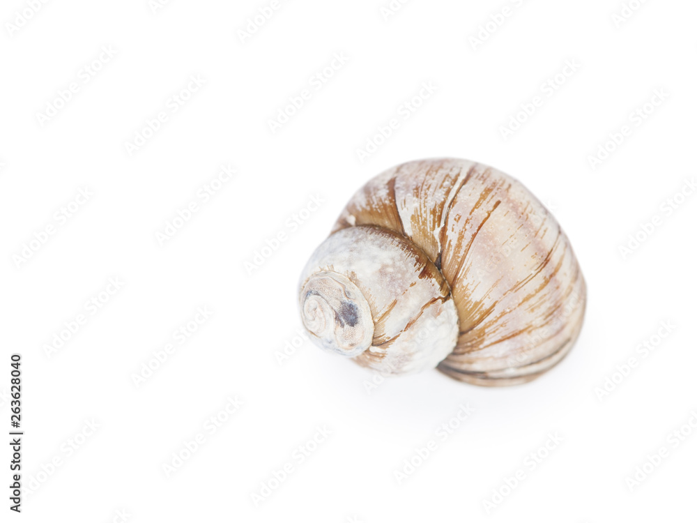 One empty snail shell One empty snail shell