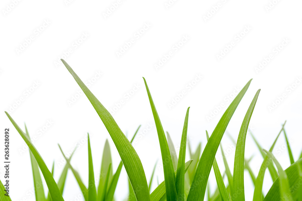 Stems of green grass on a white background. Stems of green grass on a white background.