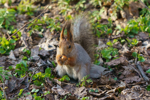 Squirrel with a nut in the spring forest