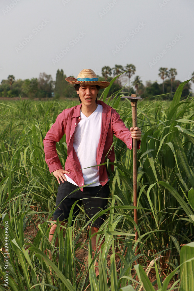 Man farmer with hoe in hand working in the sugarcane farm and wearing a straw hat. Man farmer with hoe in hand working in the sugarcane farm and wearing a straw hat.